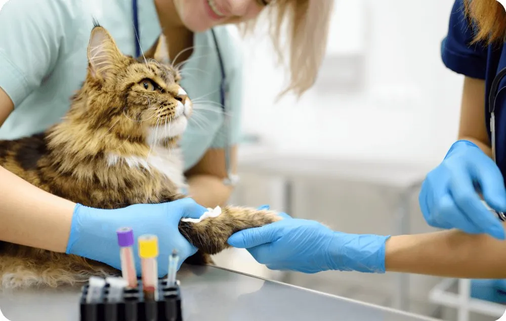 Veterinarian examining a cat